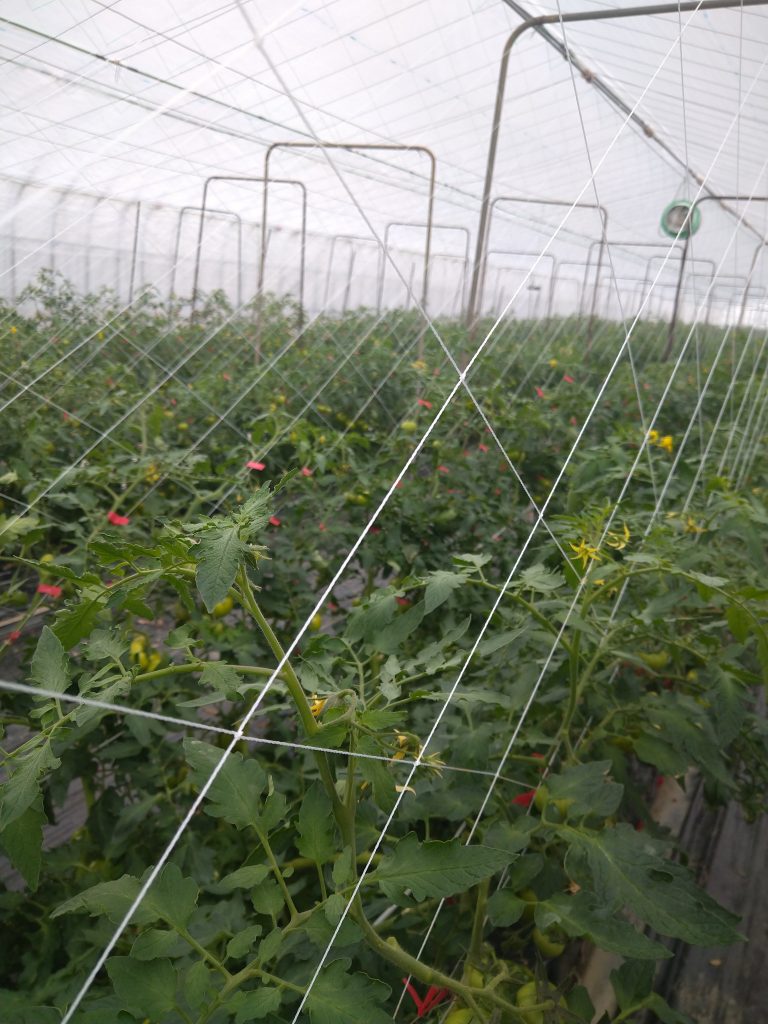奈良市前田農園のトマトの仕立て